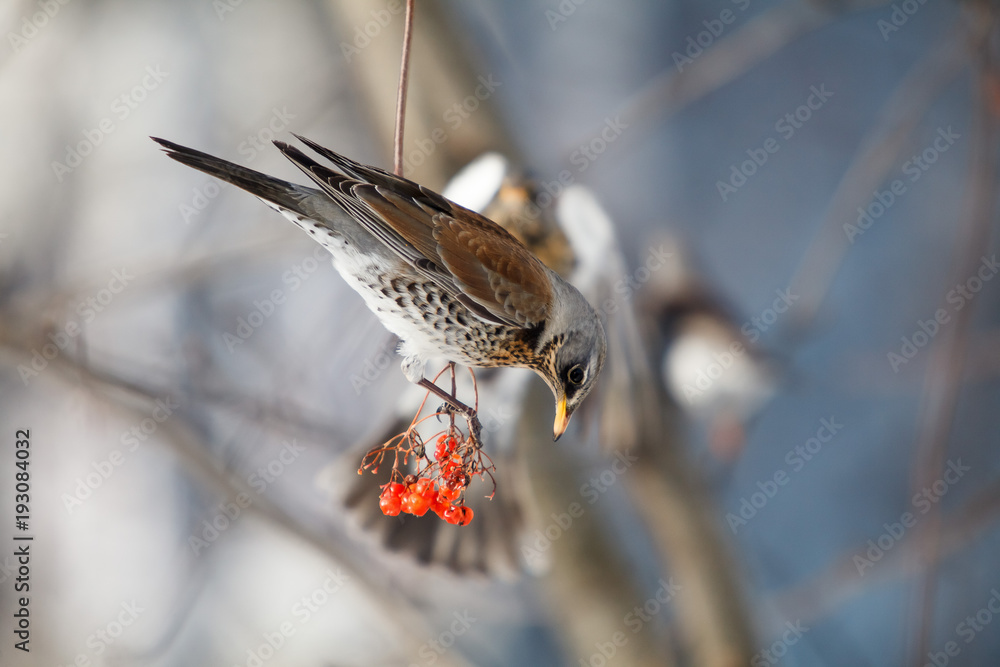 fieldfare. Turdus pilaris fieldfare. Turdus pilaris