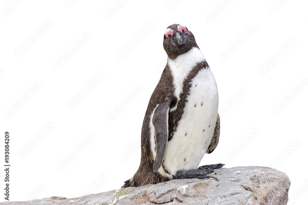 Naklejka premium isolated penguin on rock