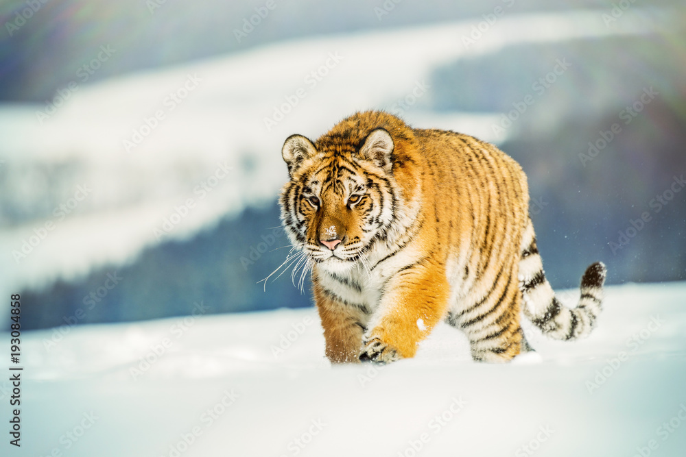 Obraz premium Tiger runs behind the prey. Hunt the prey in tajga in cold winter. Tiger in wild winter nature. Action wildlife scene, danger animal.