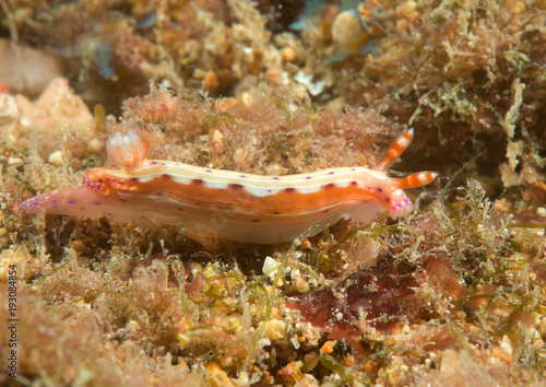 Spotted hypselodoris  nudibranch ( Hypselodoris maculosa ) crawling over coral reef of Bali, Indonesia