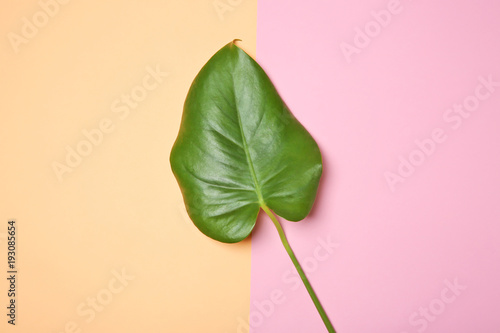Tropical leaf on color background, top view