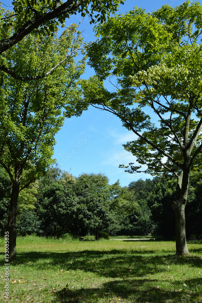Obraz premium Park of fine weather, blue sky and trees and grass