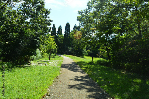 Fototapeta Naklejka Na Ścianę i Meble -  Park in fine weather, blue sky and forest and walking path