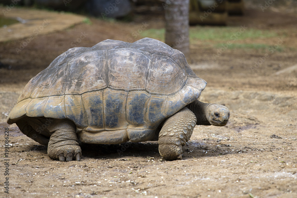 Giant turtles, dipsochelys gigantea in island Mauritius , Close up Giant turtles, dipsochelys gigantea in island Mauritius , Close up