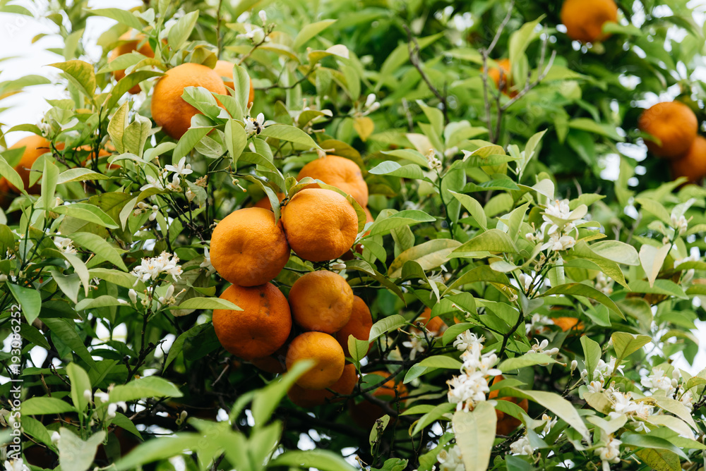 Low angle view of orange tree fruits and leaves
