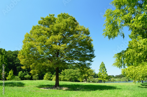 A tree full of green leaves standing in the grassland