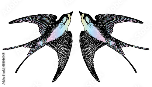 Art tattoo - two swallows watercolor, close-up. Detailed sketch of a bird