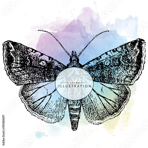 Detailed sketch of an insect butterfly on a watercolor background - a beautiful idea for a greeting card photo