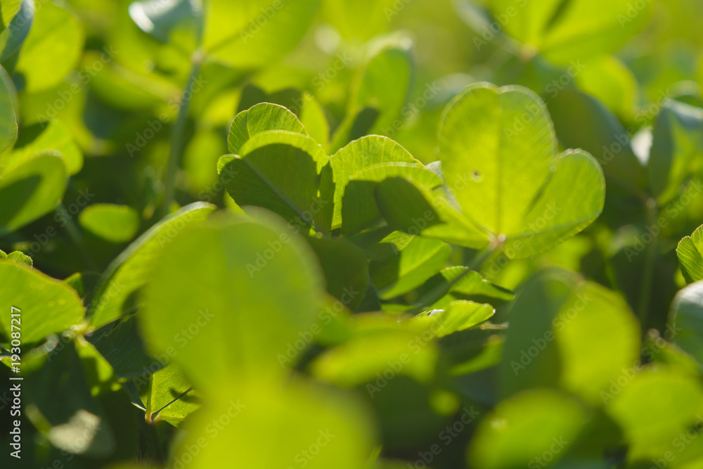 Clover flooded with sun. Summer season. Close-up