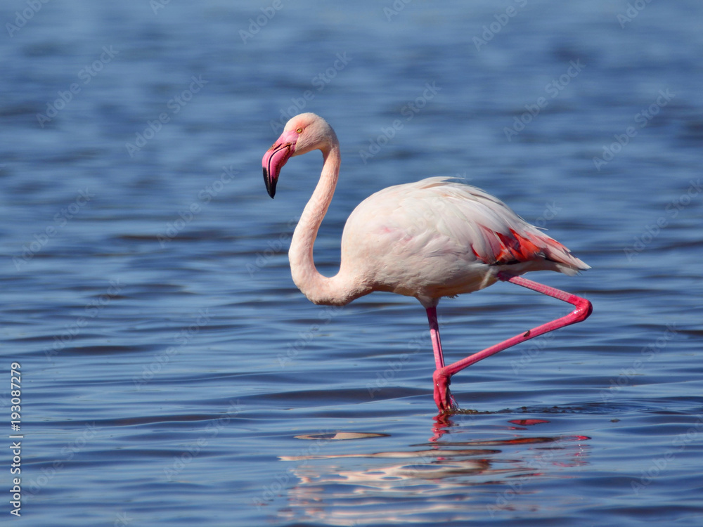 The greater flamingo (Phoenicopterus roseus) in a lake (adult)