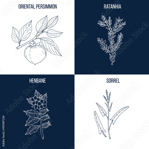 Set of four hand drawn eatable and medicinal plants