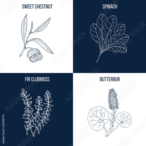 Set of four hand drawn eatable and medicinal plants
