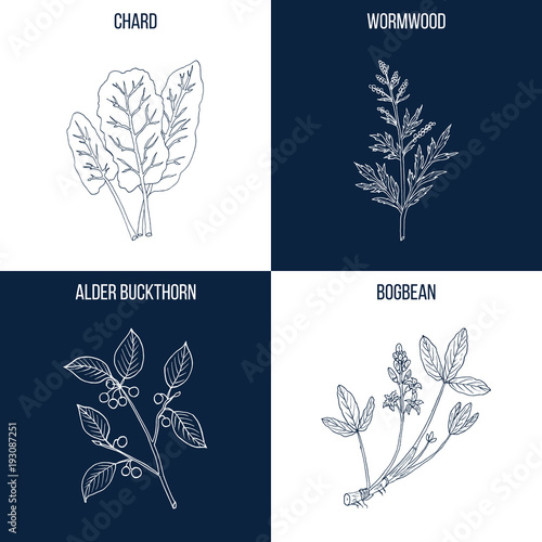 Set of four hand drawn eatable and medicinal plants