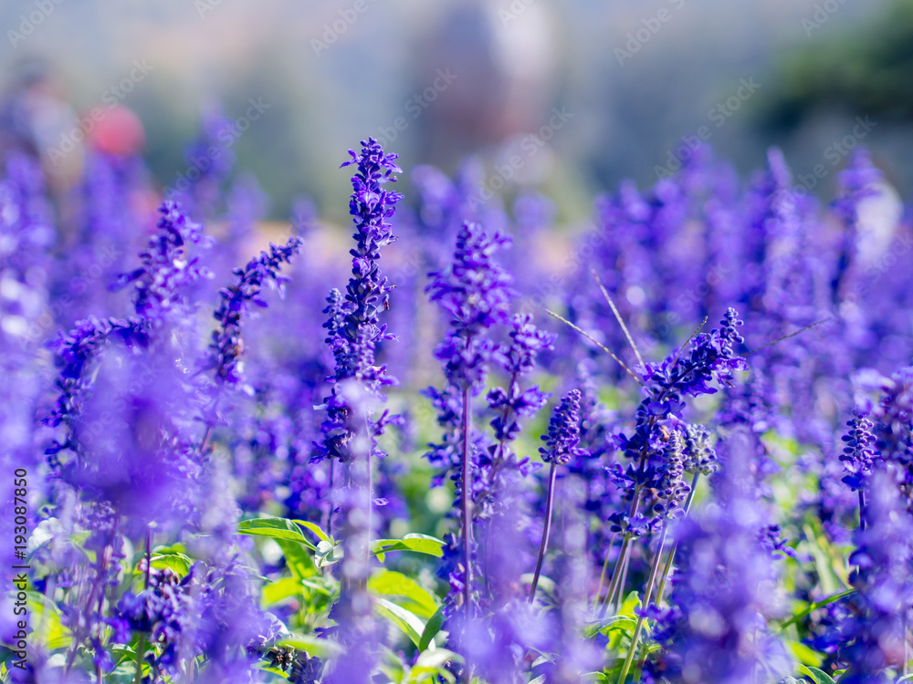 Close up Purple flowers on nature background. Close up Purple flowers on nature background.