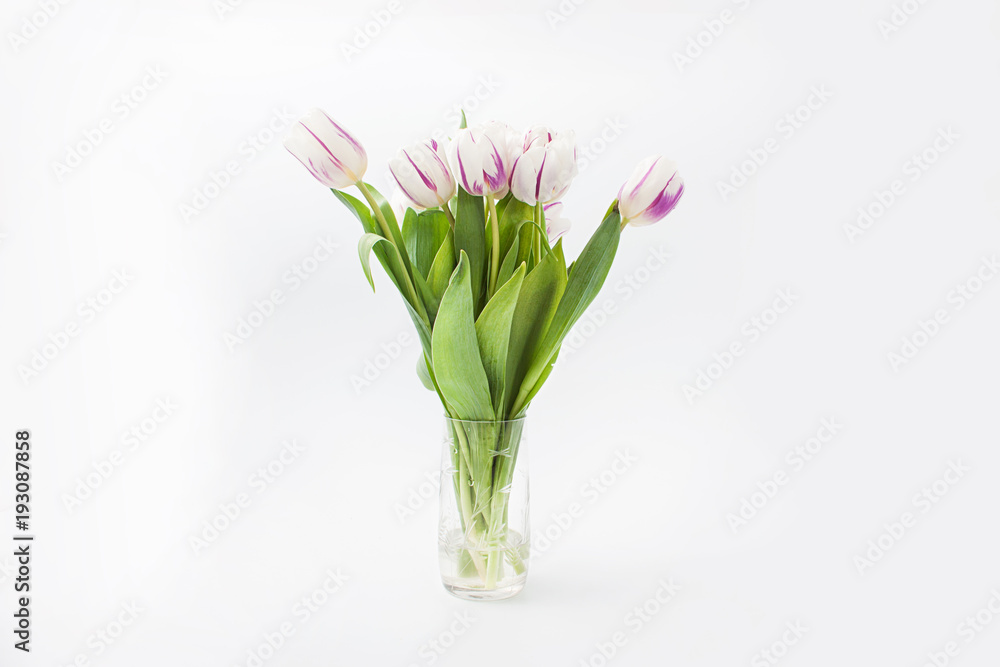 spring flowers on a white background in the studio. tulips spring flowers on a white background in the studio. tulips