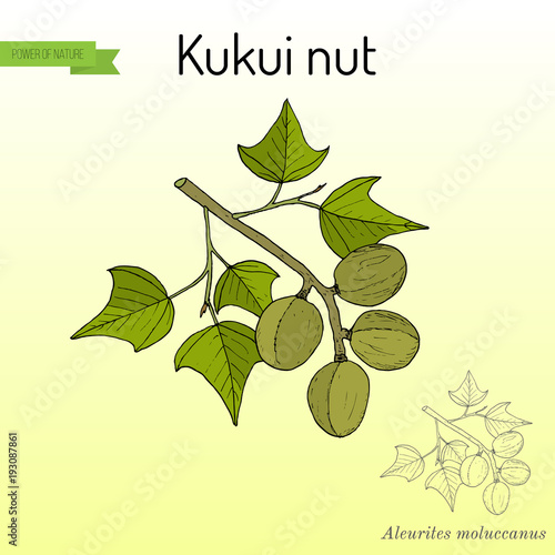 Kukui nut Aleurites moluccanus , medicinal plant