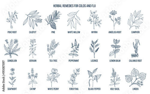 Collection of natural herbs for colds and flu