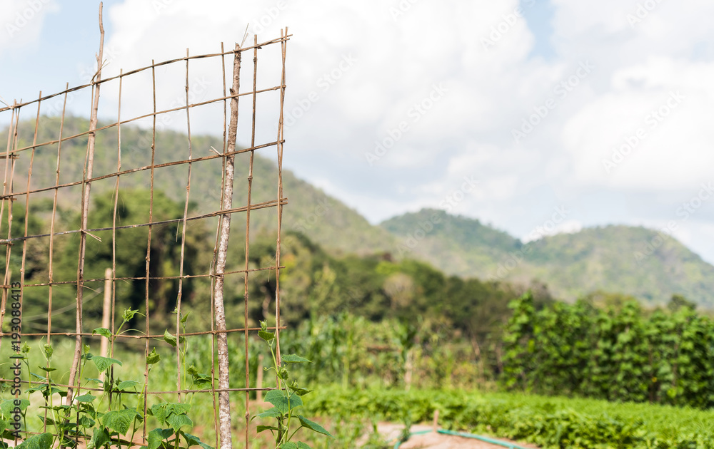 Fototapeta premium Cultivation of cucumbers in the garden, Luang Prabang, Laos. Copy space for text.