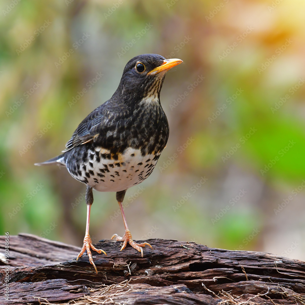 Japanese Thrush Bird Japanese Thrush Bird