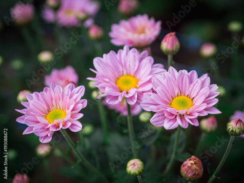 Close up beautiful pink color flowers on green background in the garden.