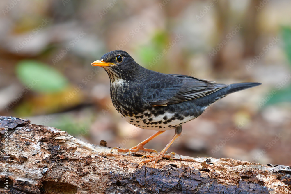 Fototapeta premium Japanese Thrush Bird