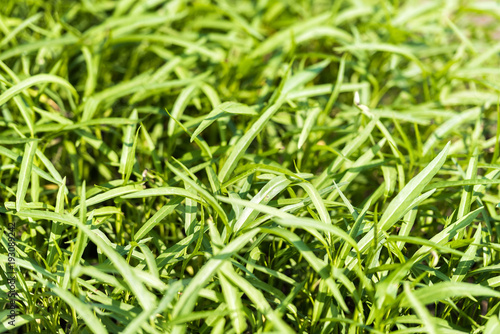Green grass growing in the garden, Luang Prabang, Laos. Close-up.