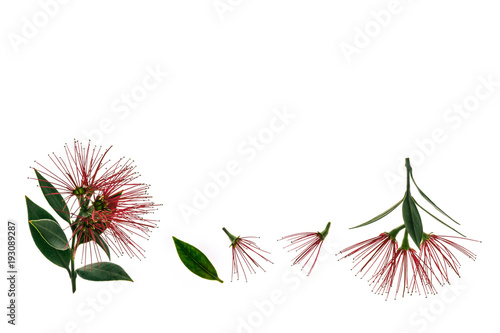 pohutukawa tree flowers isolated on white background with copy space