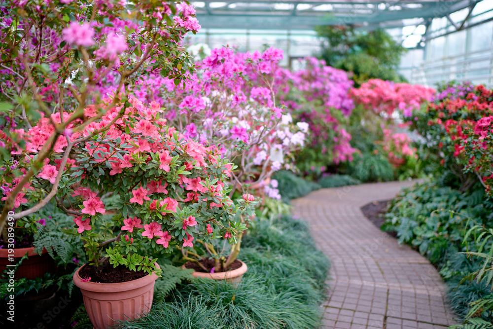 Beautiful blossom of azaleas flowers. Beautiful blossom of azaleas flowers.