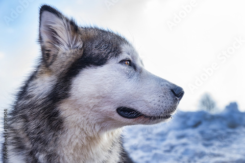 Obraz na plátně Alaskan malamute