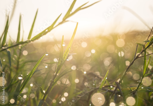 dew and water drops on green grass with sun ray behind,Beautiful natural background of green grass with dew and water drops. Seasonal concept - morning in nature.