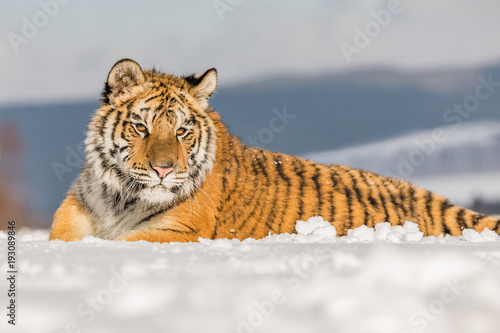 Tiger portrait in cold winter. Tiger in wild winter nature. Action wildlife scene, danger animal.