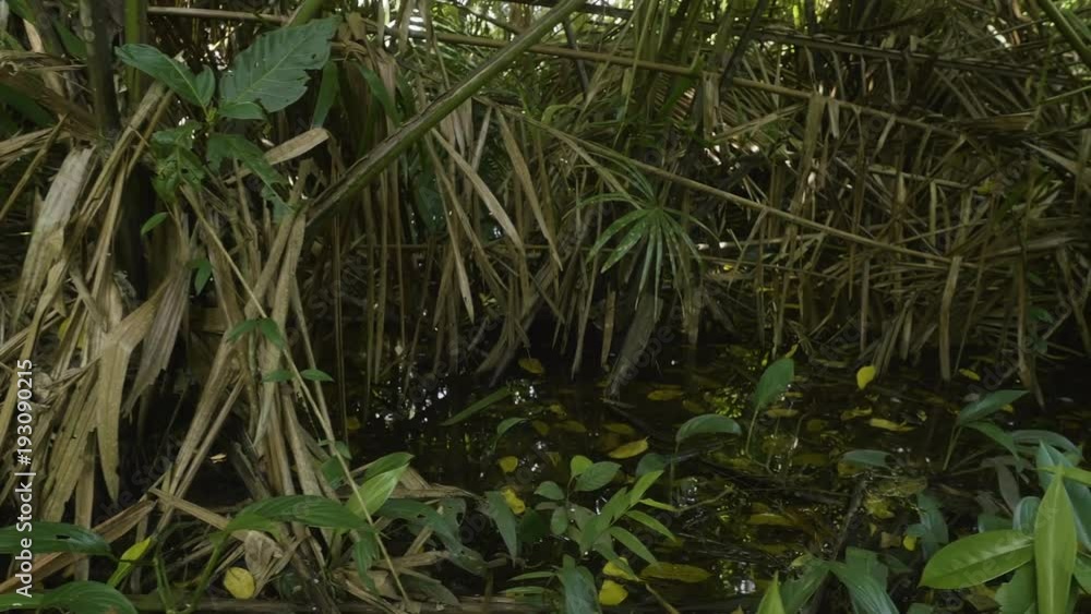 A medium shot of plants and jungle trees. Camera move to the right A medium shot of plants and jungle trees. Camera move to the right