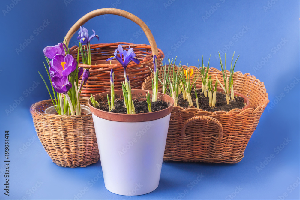 Crocus and Iridodictyum in baskets  on a blue background