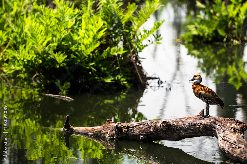 Scenic, Wildlife 