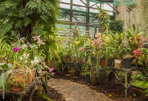 Yellow and pink Cattleya, Phalaenopsis and other orchids © Olesia Sarycheva