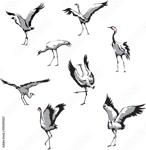 Dancing Cranes