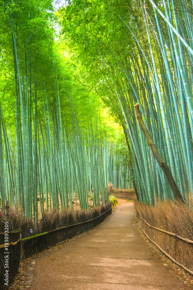 Fototapeta premium Las bambusowy w Arashiyama, Kioto, Japonia.