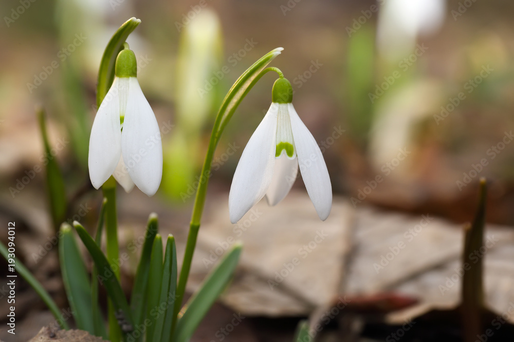 Spring snowdrop flowers blooming in sunny day