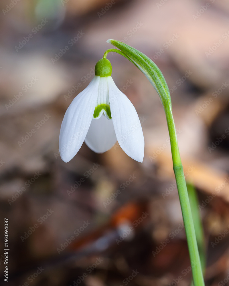 Spring snowdrop flowers blooming in sunny day Spring snowdrop flowers blooming in sunny day