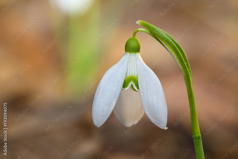 Spring snowdrop flowers blooming in sunny day Spring snowdrop flowers blooming in sunny day