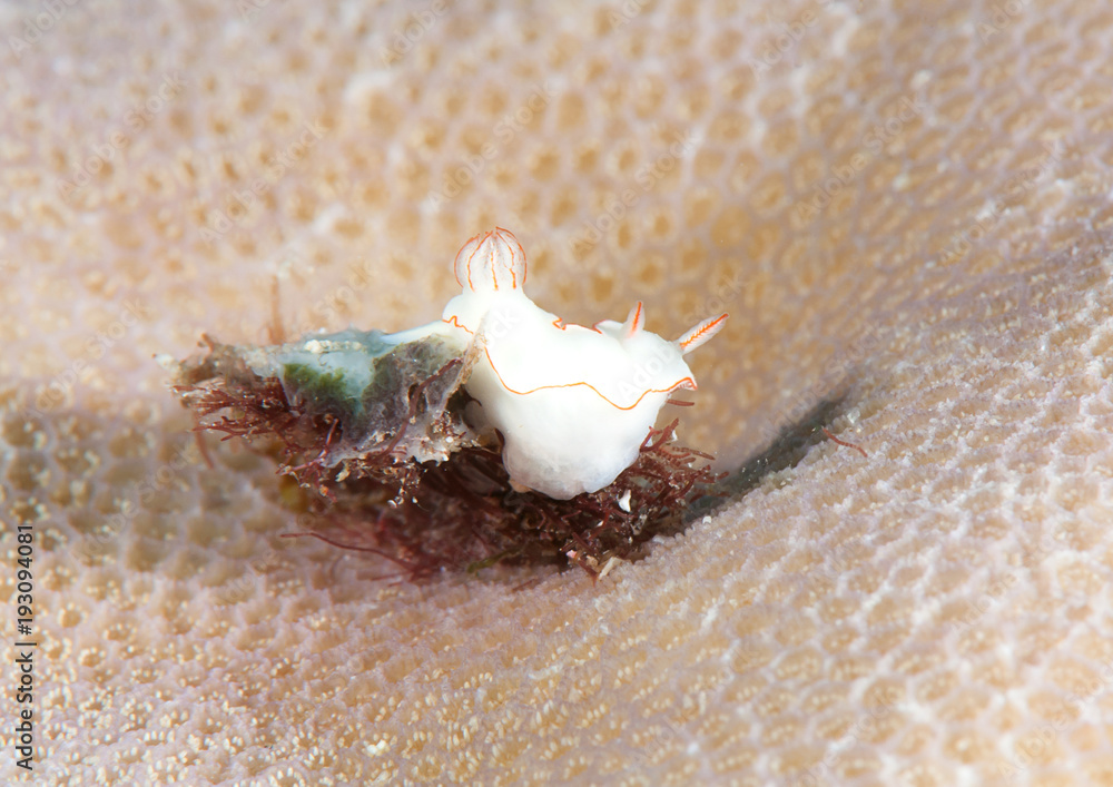 Thorunna furtiva crawling on coral of Bali, Indonesia Thorunna furtiva crawling on coral of Bali, Indonesia