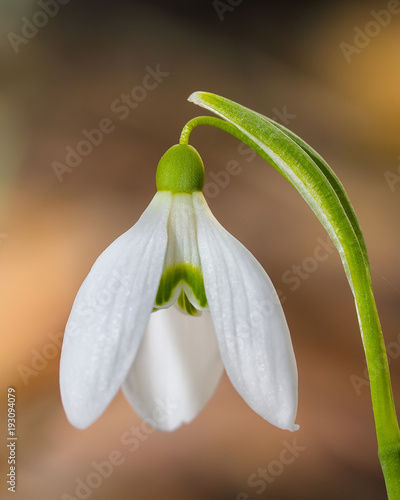 Spring snowdrop flowers blooming in sunny day.