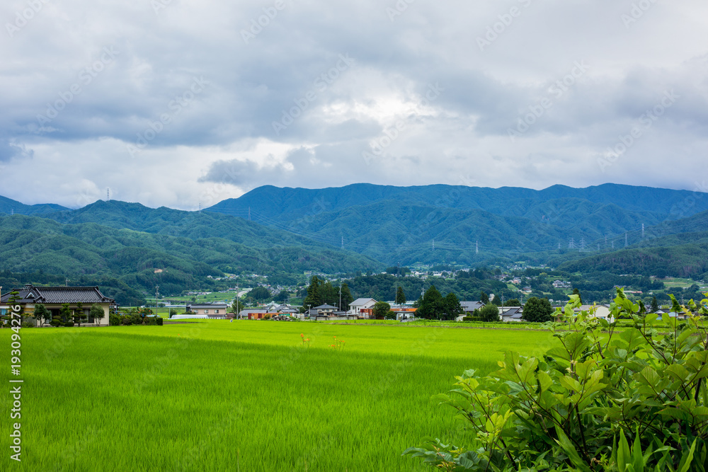 Rice field with young shoots against the background of mountains and cloudy sky in the Japanese province in Nagano Prefecture.