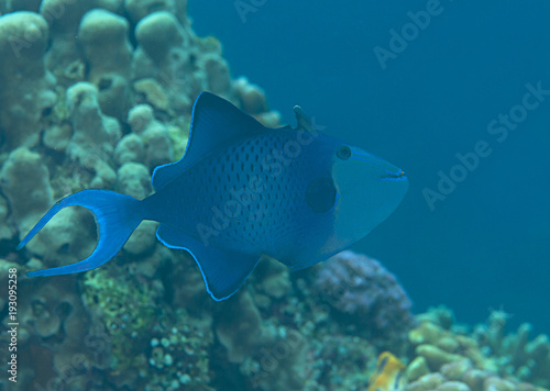 Red-toothed triggerfish   Odonus niger   swimming over coral reef of Bali  Indonesia