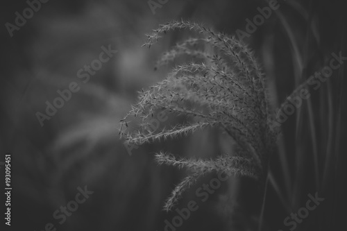 Fotografie Low key detail of reed.