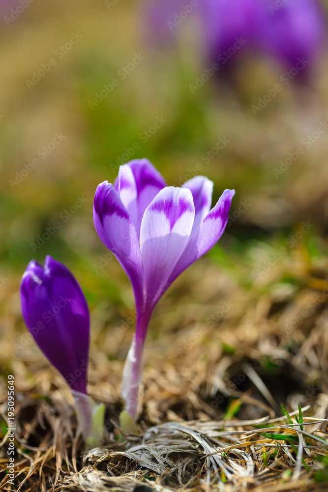 Purple crocus flowers in snow awakening in spring Purple crocus flowers in snow awakening in spring