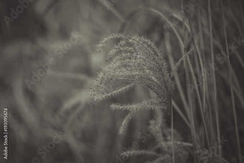 Canvas Print Macro of dry reed.