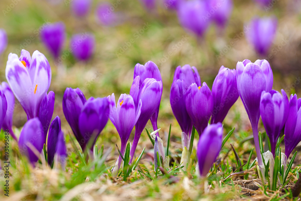 Purple crocus flowers in snow awakening in spring Purple crocus flowers in snow awakening in spring