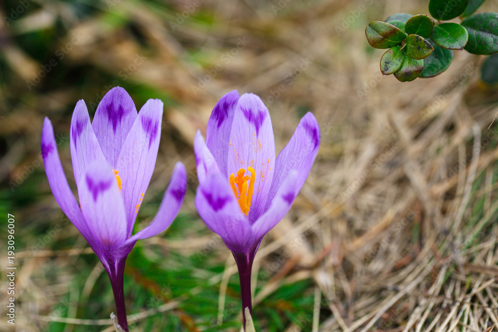 Purple crocus flowers in snow awakening in spring