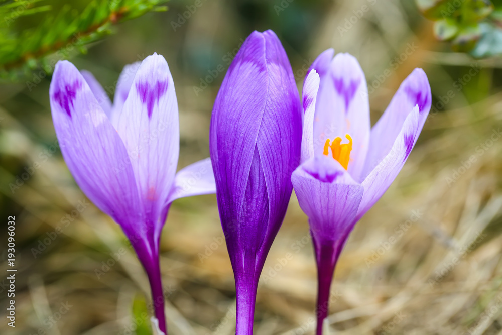 Purple crocus flowers in snow awakening in spring Purple crocus flowers in snow awakening in spring